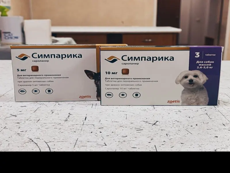 Фото Собачья радость. Донецк